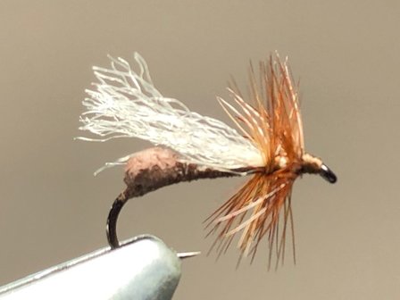 Flying Ant Brown