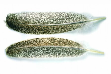 Veniard Oak Mottled Turkey Wing Quills - Natural Grade 1