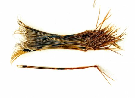 Veniard Hopper Legs