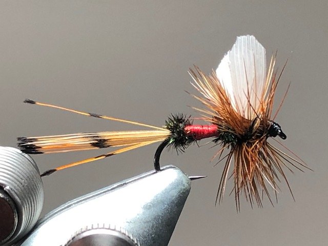 Royal Coachman - Greg's Fly Shop