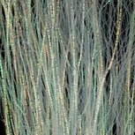 Gliss N Glow Mother of Pearl